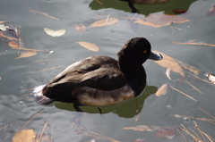 そっちに行きたかったのね・・・　六義園