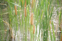 ガマ　自然教育園　9月