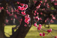 梅　3　旧浜離宮庭園　１月
