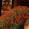 菊　1