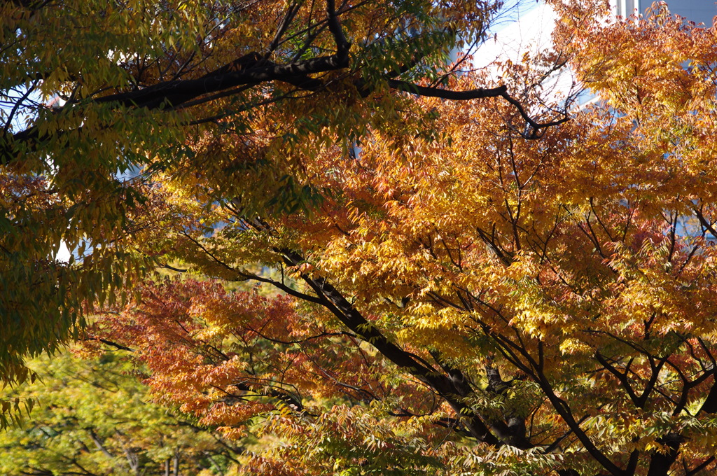 秋景　1　日比谷公園　１１月