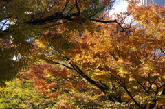 秋景　1　日比谷公園　１１月