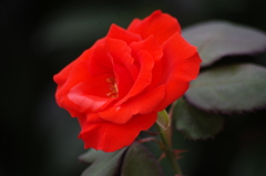 薔薇　6　芝浦中央公園　１０月