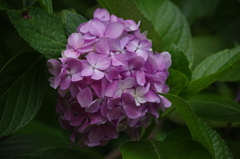 向島百花園　６月　アジサイ　5