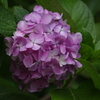 向島百花園　６月　アジサイ　5