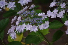 清澄庭園　６月　アジサイ　2