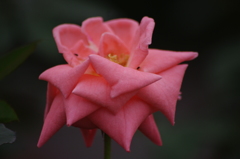 薔薇　2　芝浦中央公園　１０月