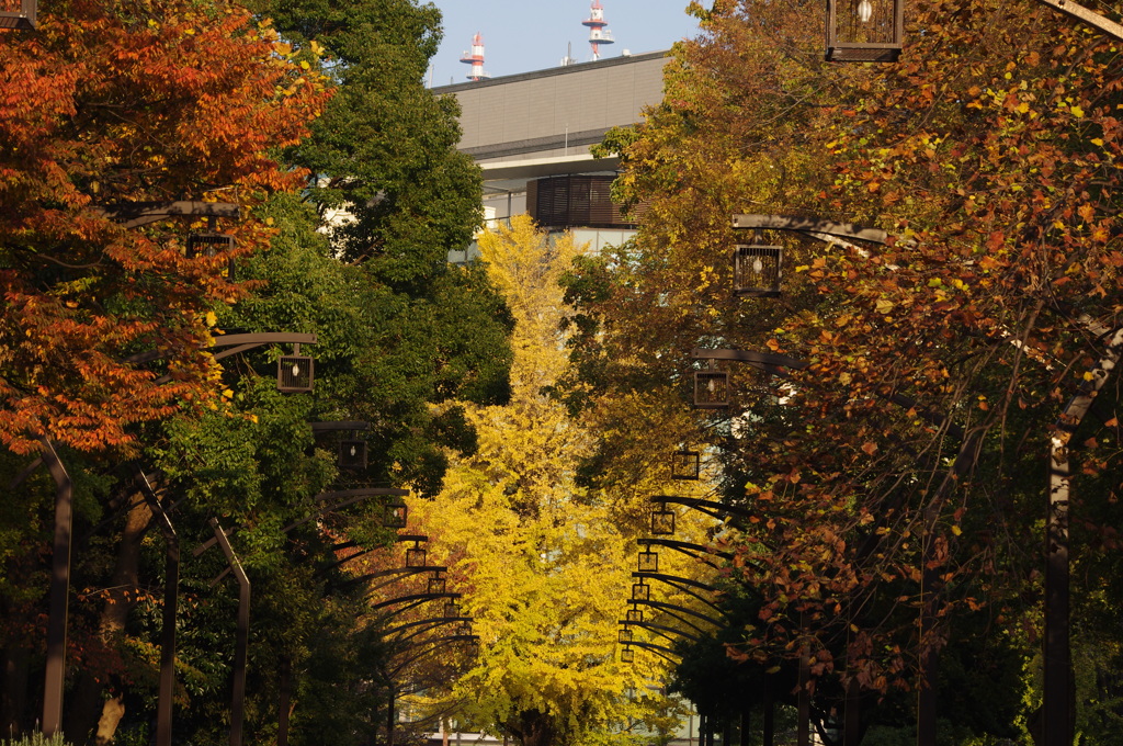 紅葉　3