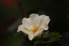 薔薇　11　代々木公園　６月