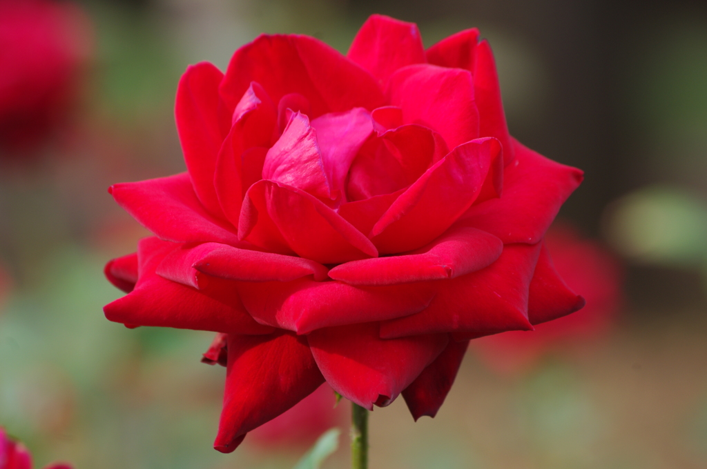 薔薇　7　代々木公園　１０月