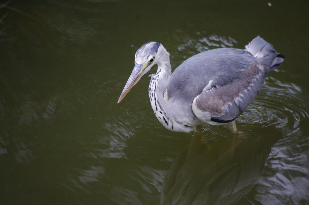 アオサギ　清澄庭園　６月　2
