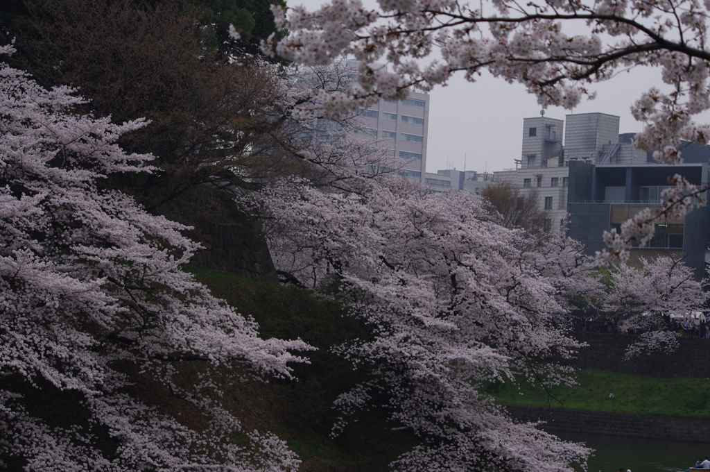 桜　1
