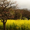 梅と菜の花　旧浜離宮庭園　２月