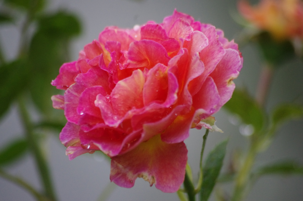 雨の中の薔薇　11　ザ・プリンスパークタワー東京