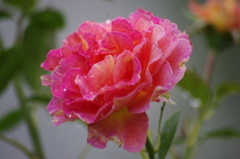 雨の中の薔薇　11　ザ・プリンスパークタワー東京