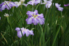 清澄庭園　６月　ハナショウブ　5