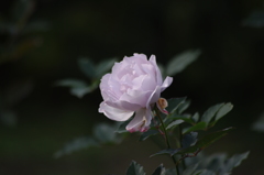 薔薇　10