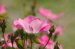 代々木公園　５月の薔薇　1