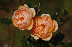 薔薇　7