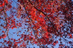 紅葉　1　旧岩崎邸　１２月中旬