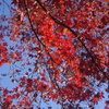 紅葉　1　旧岩崎邸　１２月中旬