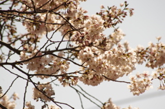 桜　1　目黒川