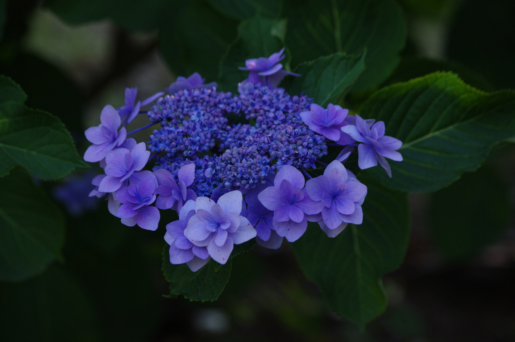 紫陽花