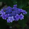 紫陽花