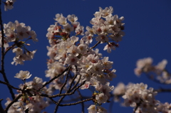 桜　6