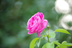 薔薇　新芝運河　9月