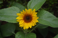 亀塚公園　７月　花壇　1