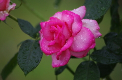 雨の中の薔薇　8　ザ・プリンスパークタワー東京