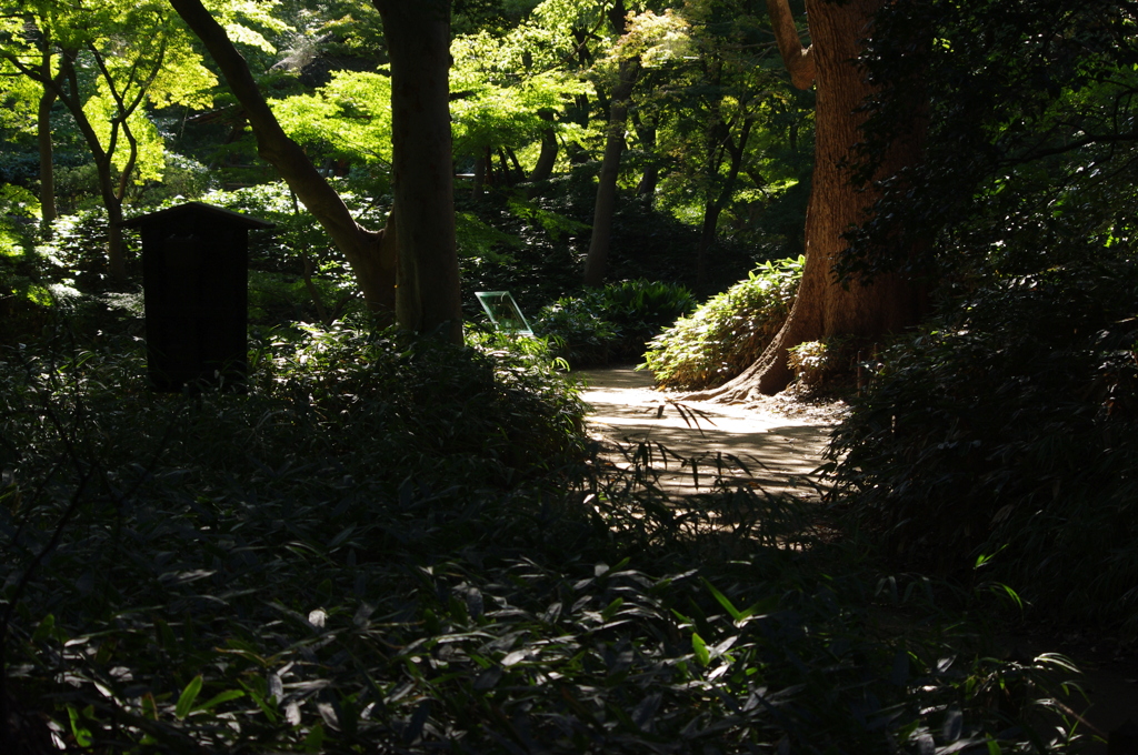 大木のある小路