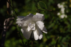薔薇　1