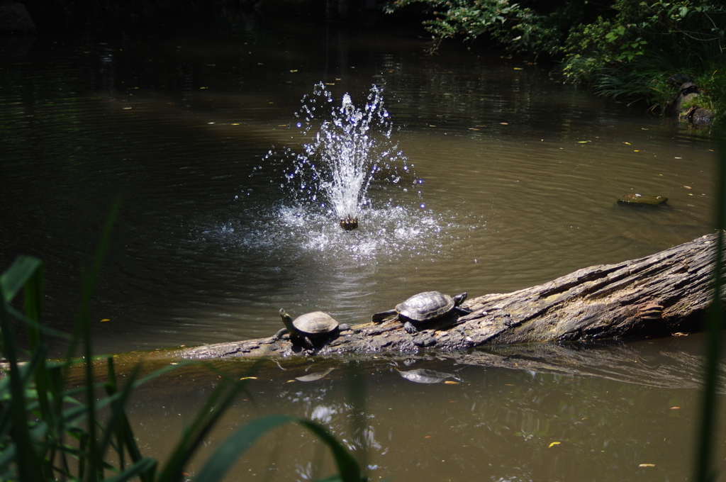 おとめ山公園　噴水と亀