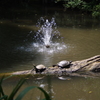 おとめ山公園　噴水と亀
