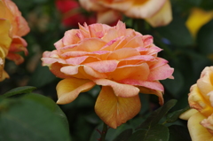 薔薇　23　山下公園　5月