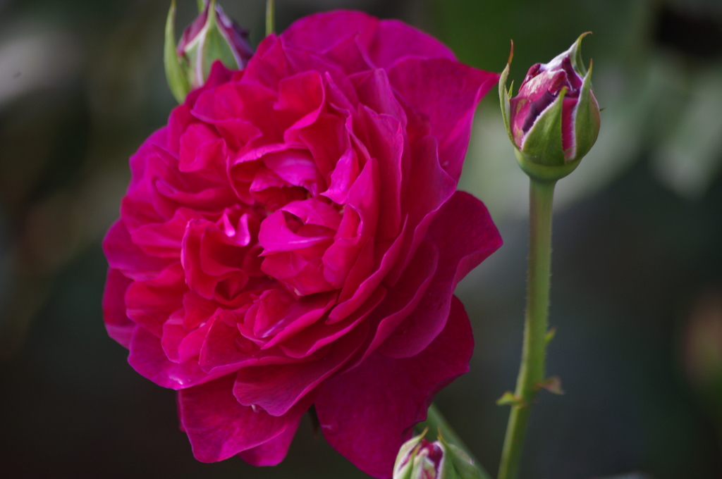 薔薇　8