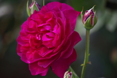 薔薇　8