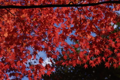 紅葉　1