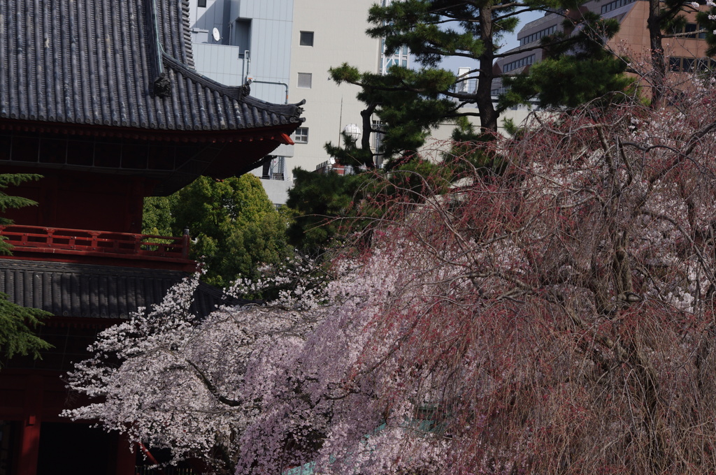 枝垂桜　1