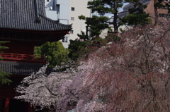 枝垂桜　1