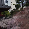 枝垂桜　1