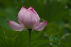 蓮　5
