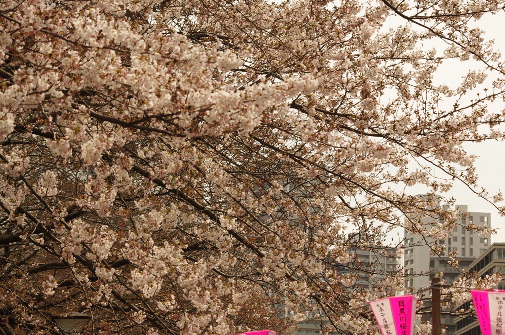 目黒川の桜　2