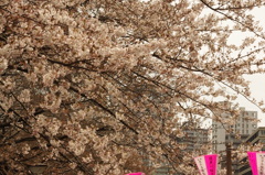 目黒川の桜　2