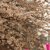 目黒川の桜　2