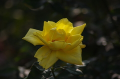 薔薇　12