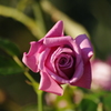 薔薇　11