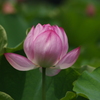 蓮　3